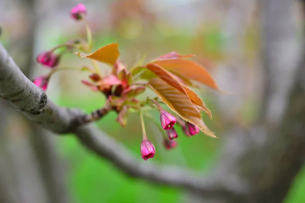ソフトフォーカス桜や桜の花自然を背景に — ストック写真