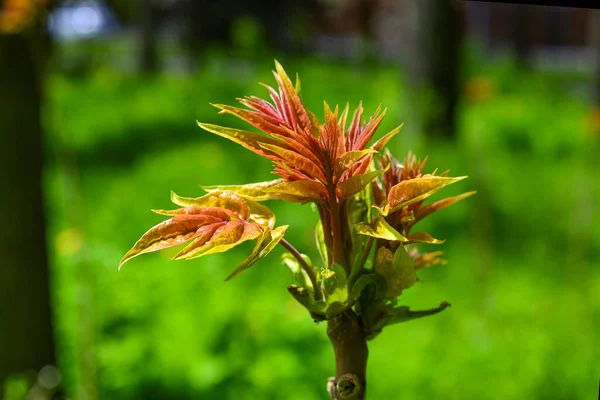 Les Bourgeons Fleurissent Sur Une Branche Arbre Printemps Très Jeunes — Photo