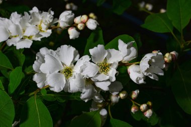 İnci ağacından güzel bir demet çiçek.