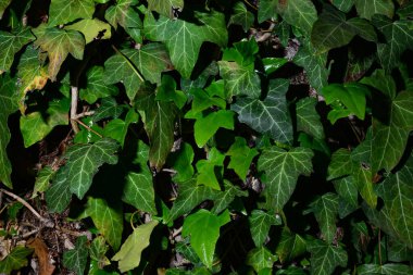 Sarmaşık dokusu bir ağaç gövdesine dolanır..