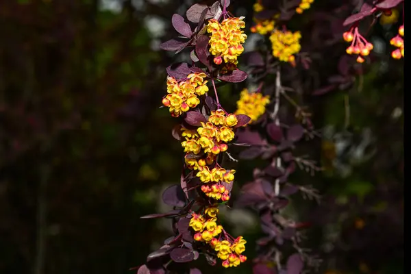 Berberis Japanische Berberitze Zierstrauch Blühende Strauch Schöne Kleine Gelbe Blütenblätter — Stockfoto