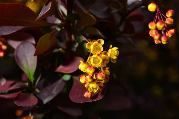 Berberisz Japán Borbély Dísz Virágcserje Gyönyörű Kis Sárga Szirmok Virágzó — Stock Fotó