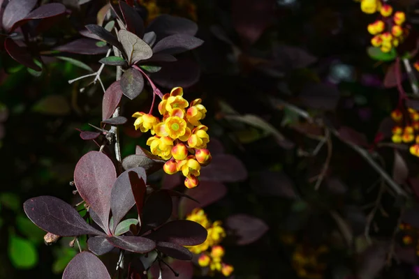 Berberis Japanse Berberberbes Sierbloeiende Struik Mooie Kleine Gele Bloemblaadjes Bloei — Stockfoto