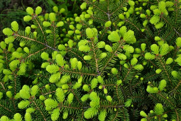 Norway Spruce Picea Abies European Spruce Young Shoots — Stock Photo, Image