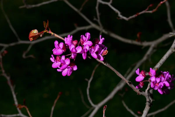 Schöner Frühling Blühender Gebärmutterhals Erste Blühende Bäume — Stockfoto