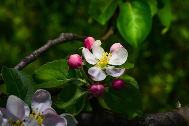 Bahar çiçeği. Bahçe arka planında çiçek açan bir elma ağacının dalı