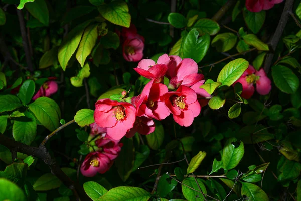 Virágai henomeles tavasszal a kertben. Közelkép — Stock Fotó