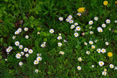 Sabahları yeşil çimlerde beyaz küçük papatyalar