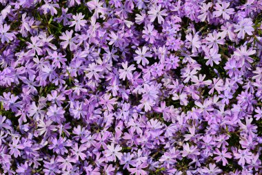 Phlox subulata - sürünen phlox, yosun phlox, yosun pembesi, ya da dağ fenomeni .