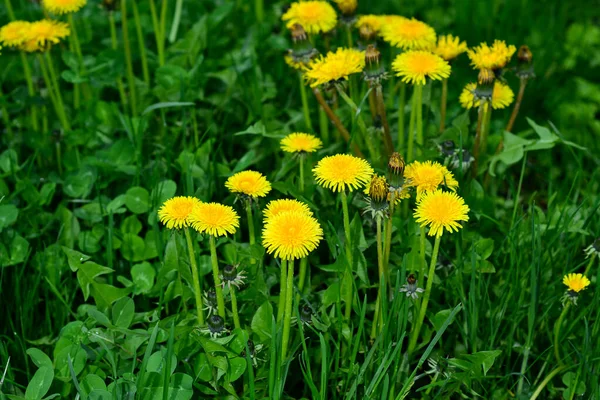 Żółte Mniszki Zielonej Trawie — Zdjęcie stockowe