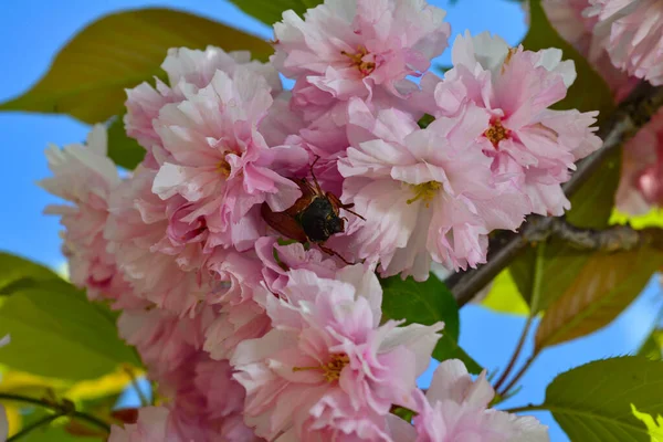 Coccinelle Sur Belle Fleur Rose Fleur Cerisier — Photo