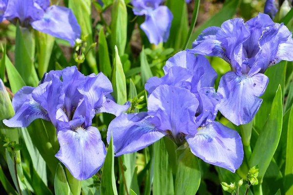 Indah Berwarna Warni Bunga Iris Ungu Besar Tumbuh Padang Rumput — Stok Foto