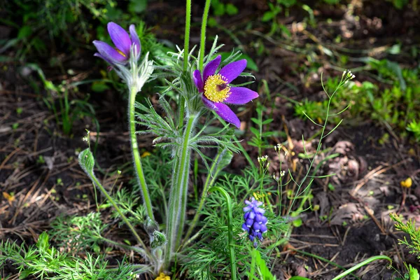 Lumbago Aberto Relva Sonho Lat Anemone Patens Uma Planta Perene — Fotografia de Stock