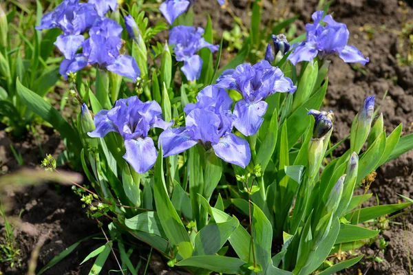 Krásné Barevné Velké Fialové Duhovky Květiny Rostoucí Louce Zahradě — Stock fotografie