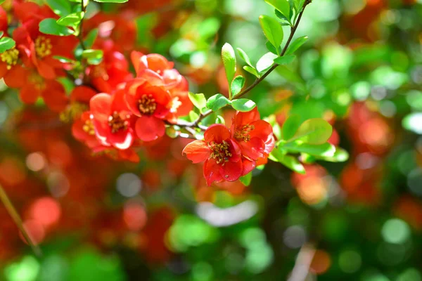 Blüten Von Henomelen Frühling Garten Nahaufnahme — Stockfoto