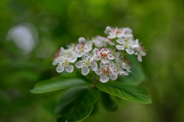 Bahar çiçekleri açan bir sürü beyaz çalılık Spirea. Bridalçelenk spirea olarak da bilinir..