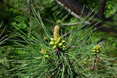 Genç, baharda çam dallarında çekim yapar. Yakın çekim görünümü.
