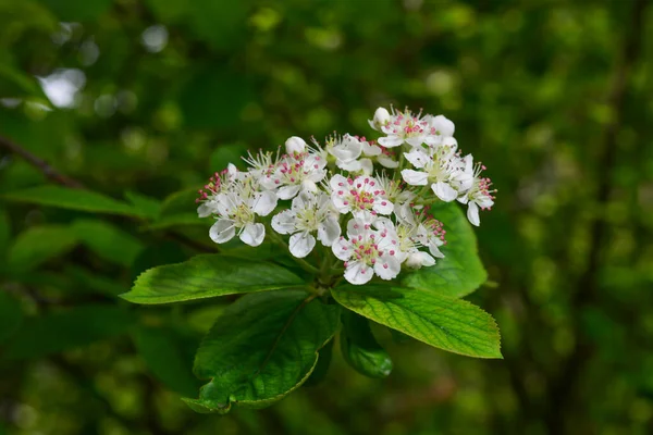 Vårblommande Buske Med Många Vita Blommor Spirea Även Känd Som — Stockfoto