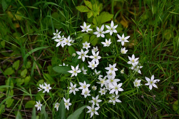 Voorjaar Groene Gras Textuur Met Witte Kleine Bloemen — Stockfoto
