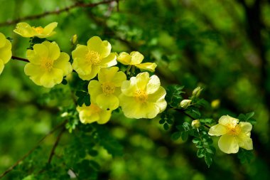 Sarı güllük çiçeklerinin yakın plan çekimi.