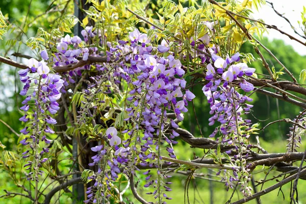 Una vite di glicine a fiore viola appesa a un ramo d'albero appena cominciando a fiorire all'inizio della primavera in una giornata di sole brillante — Foto Stock