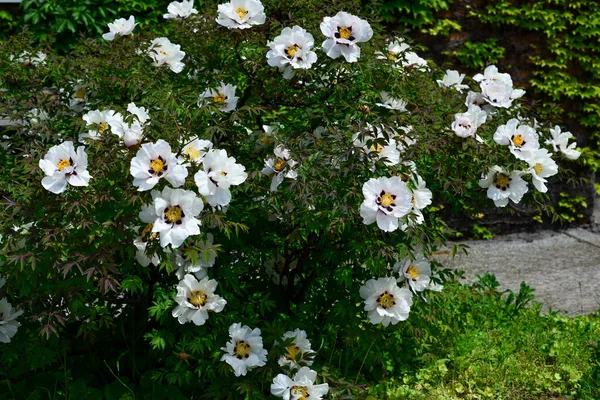 very beautiful flowering tree peony, peony flower, peony on a bush