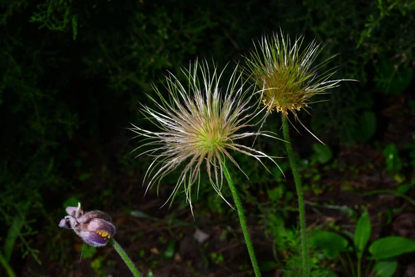 Семена открытого люмбаго, трава для сна, лат. Anemone vulgaris - многолетнее растение, цветущее с апреля по июнь — стоковое фото