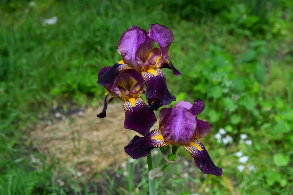 Irises Jsou Nádherné Zahradní Rostliny Krásná Iris Zeleném Pozadí — Stock fotografie