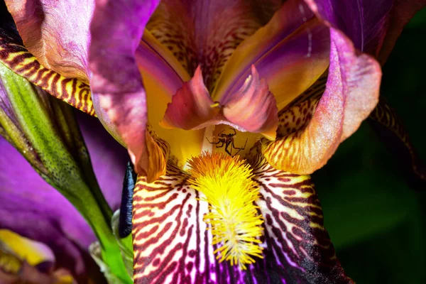 Nahaufnahme Einer Kleinen Spinne Auf Einer Irisblume — Stockfoto