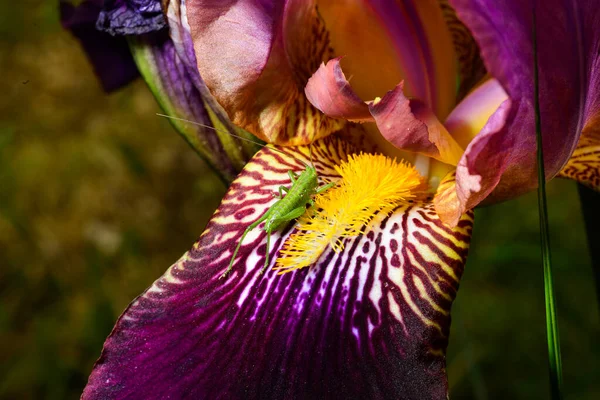 Nahaufnahme Einer Grünen Heuschrecke Auf Einer Irisblume — Stockfoto