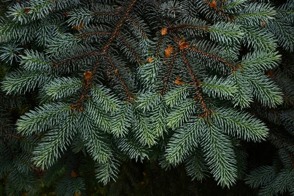 Blue Spruce Young Shoots Spring — Stock Photo, Image