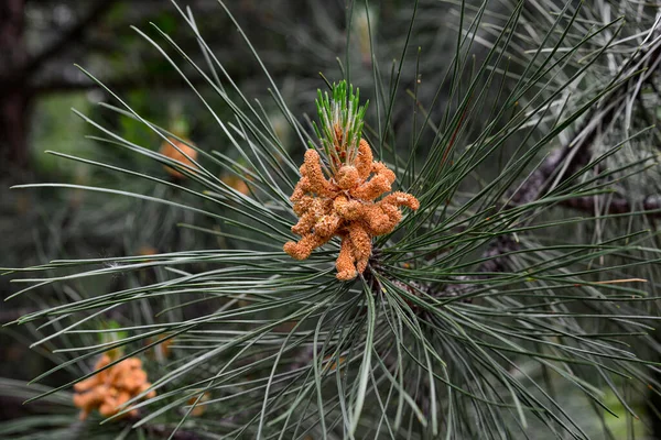 Young Shoots Branches Pine Tree Spring Season — Stock Photo, Image