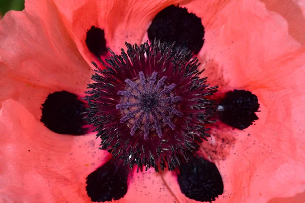 Um tiro de close-up de uma bela flor de papoula rosa — Fotografia de Stock