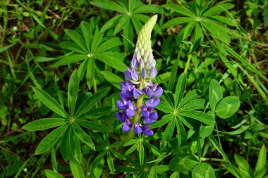 Güzel mavi lupinler yazın çiçek açar. Ebedi çiçekler..