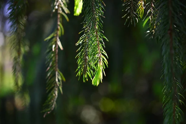 Branch European Spruce Picea Abies Young Shoots Cultivar Virgata Snake — Stock Photo, Image