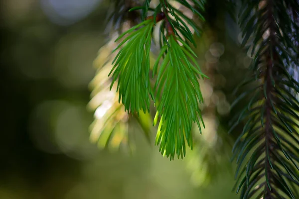 Branch European Spruce Picea Abies Young Shoots Cultivar Virgata Snake — Stock Photo, Image