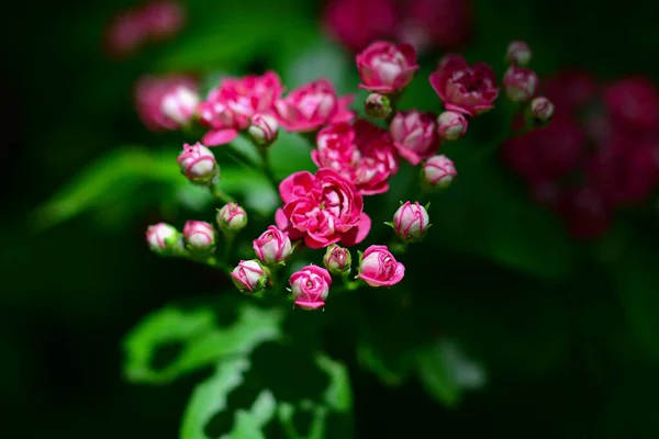Hawthorn Gemeenschappelijke Roze Bloeiende Levendige Roze Bloemen Groene Bladeren Achtergrond — Stockfoto