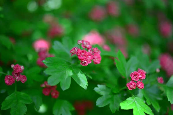 Hawthorn Gemeenschappelijke Roze Bloeiende Levendige Roze Bloemen Groene Bladeren Achtergrond — Stockfoto
