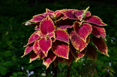 Top view of Coleus bushy woody based evergreen perennial decorative flowering plant with dark red leaves, belonging to the Labiatae family. clipart