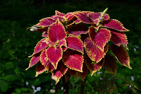 Bovenaanzicht Van Coleus Bossige Groenblijvende Groenblijvende Decoratieve Plant Met Donkerrode — Stockfoto