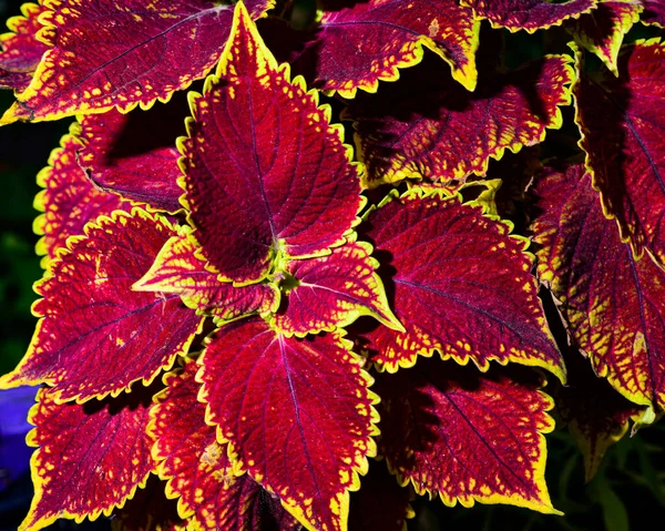 Bovenaanzicht Van Coleus Bossige Groenblijvende Groenblijvende Decoratieve Plant Met Donkerrode — Stockfoto