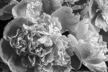 Siyah ve beyaz Yapraksı şakayık bir makronun üzerine güzel su damlaları. Yumuşak odaklı yumuşak, zarif sanatsal görüntü.