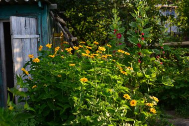 Ekinezya yaz çayırlarında çiçek açar. güneşli bir gün