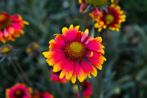 Bela echinacea floresce no prado de verão. dia ensolarado — Fotografia de Stock