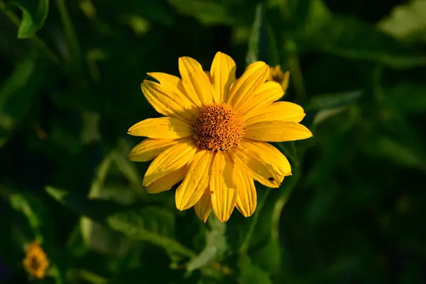 Schöne Echinacea blüht auf der Sommerwiese. sonniger Tag — Stockfoto