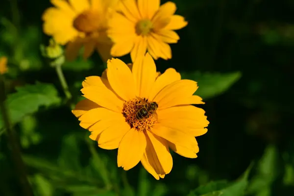 Schöne Echinacea blüht auf der Sommerwiese. sonniger Tag — Stockfoto