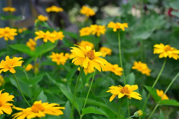 Schöne Echinacea blüht auf der Sommerwiese. sonniger Tag — Stockfoto