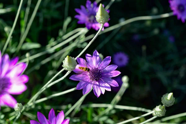 Éves Örökkévaló vagy Immortelle lila virága, Xeranthemum annuum, makro, szelektív fókusz Stock Kép