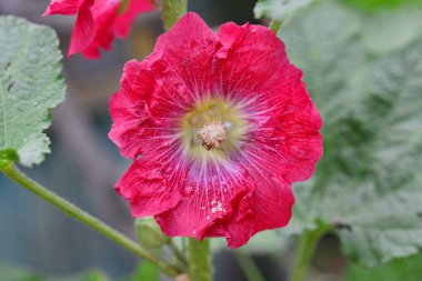 Yaz bahçesinde çiçek açan pembe mallow çiçekleri.