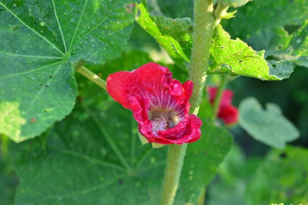 Bloeiende Roze Kaasjesbloemen Zomertuin — Stockfoto